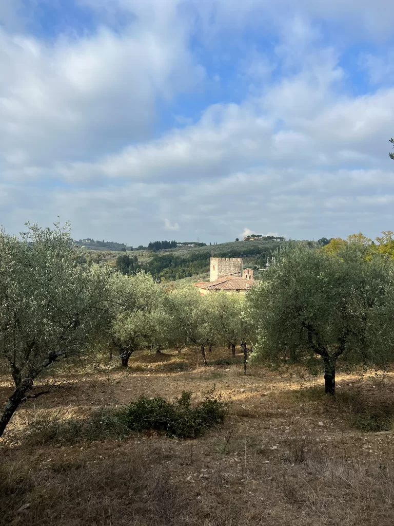 Olive orchard countryside with a house