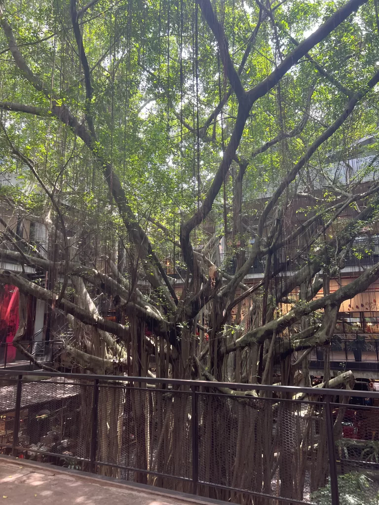 Ficus Fig tree inside of the shopping center in Kuala Lumpur